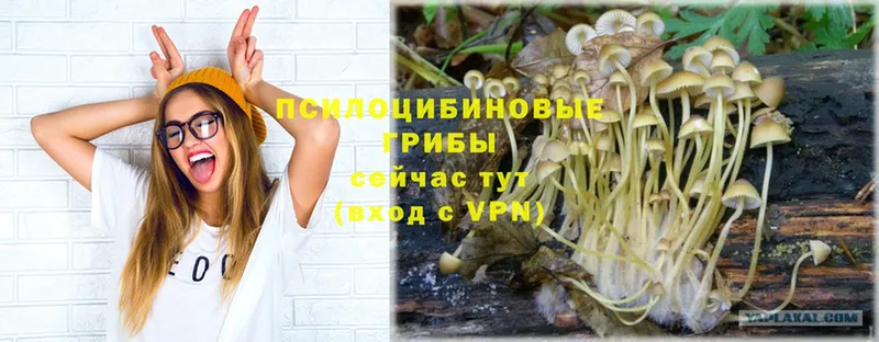 Псилоцибиновые грибы Magic Shrooms  где купить   Ковылкино 